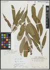 Foto von Salix alba L. x Salix fragilis L.